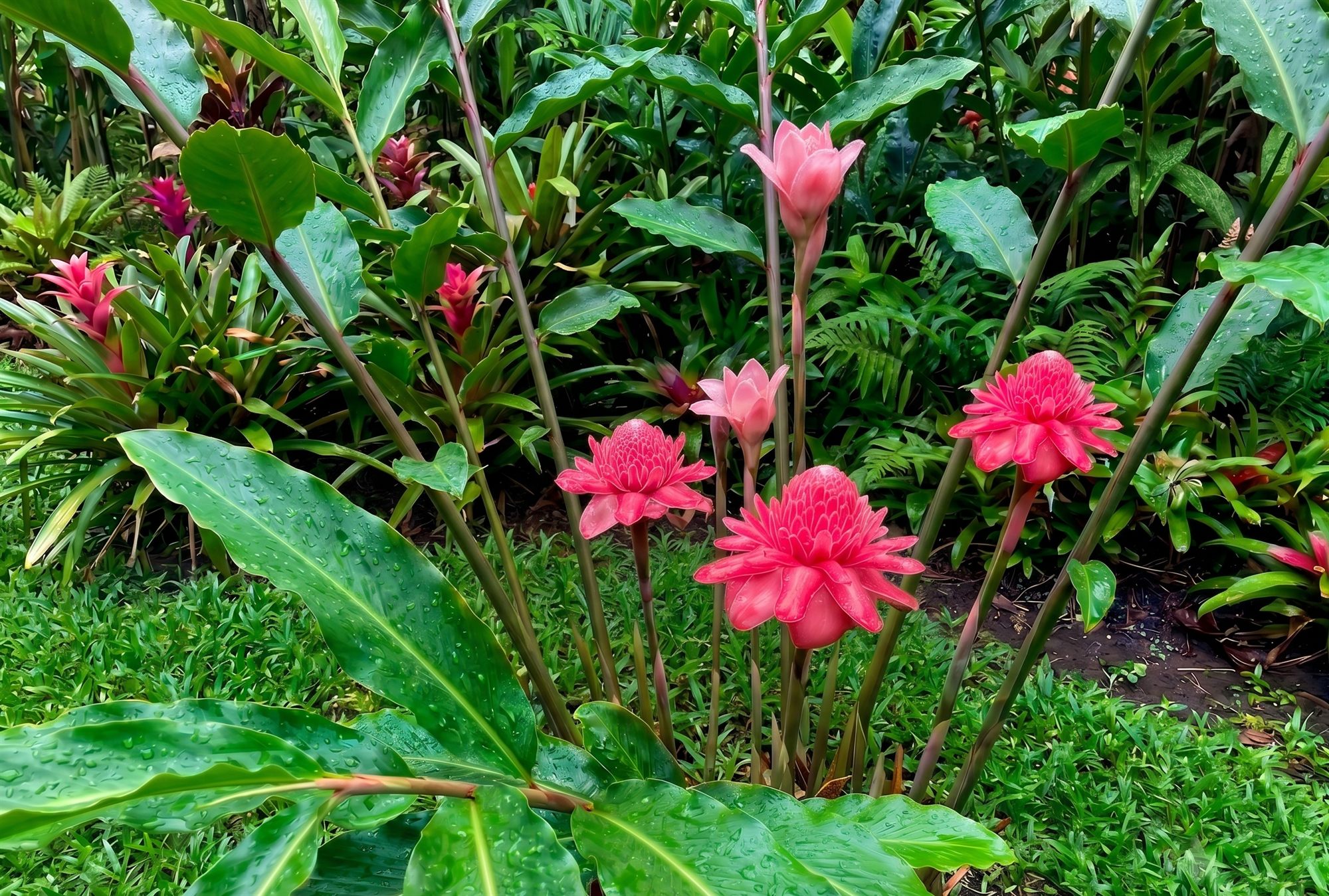 Bastones del emperador en flor entre la vegetación