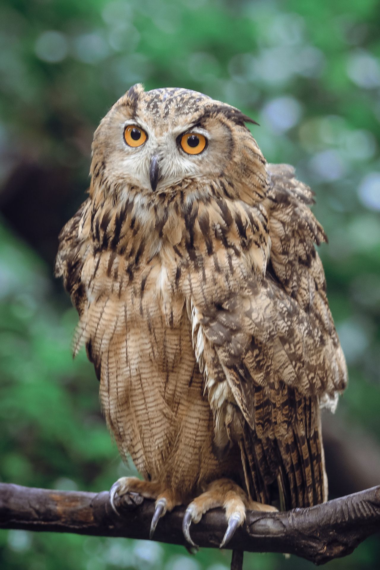 Búho de mirada serena sobre una rama