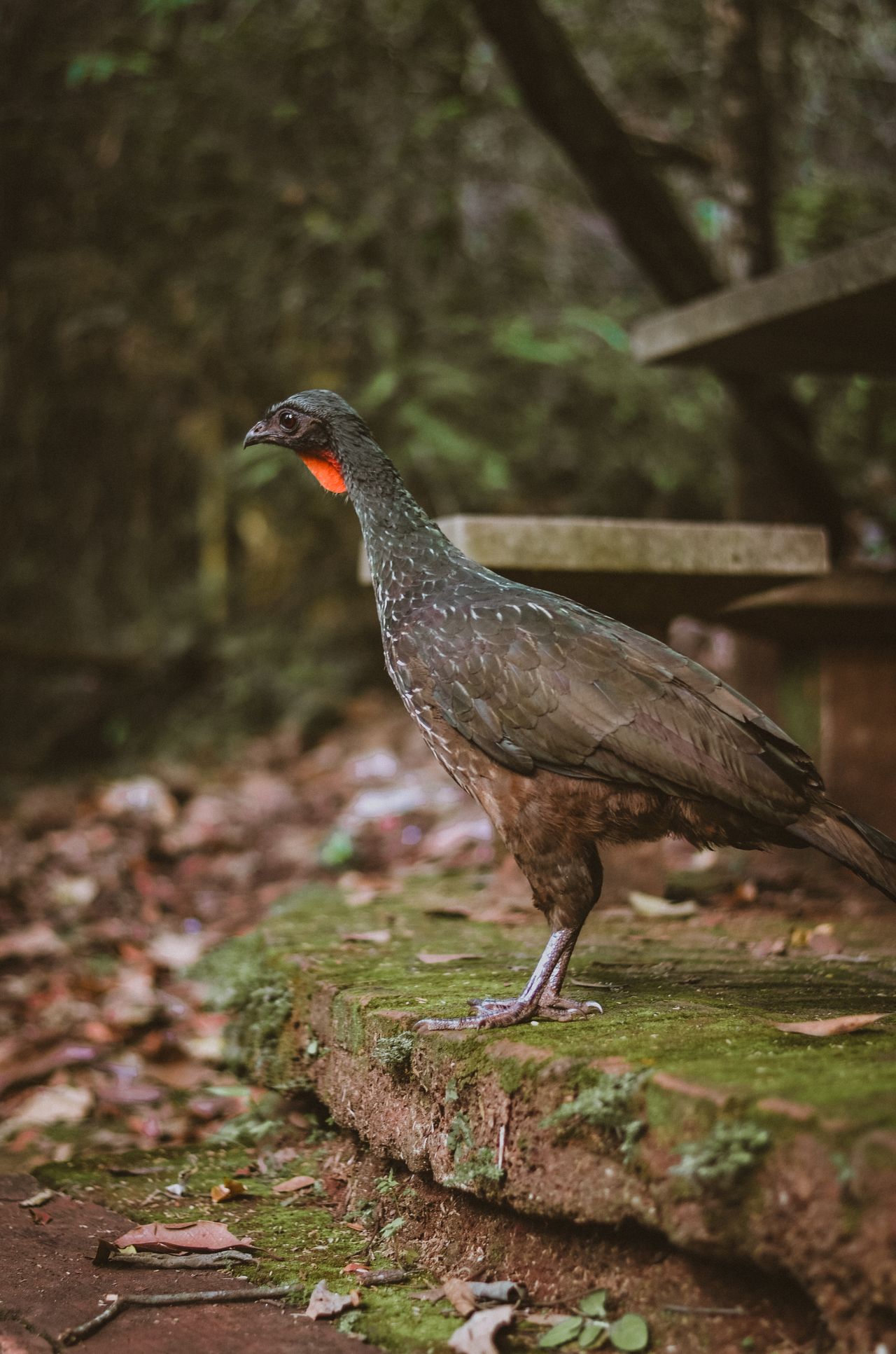 Chachalaca caminando entre la vegetación al amanecer