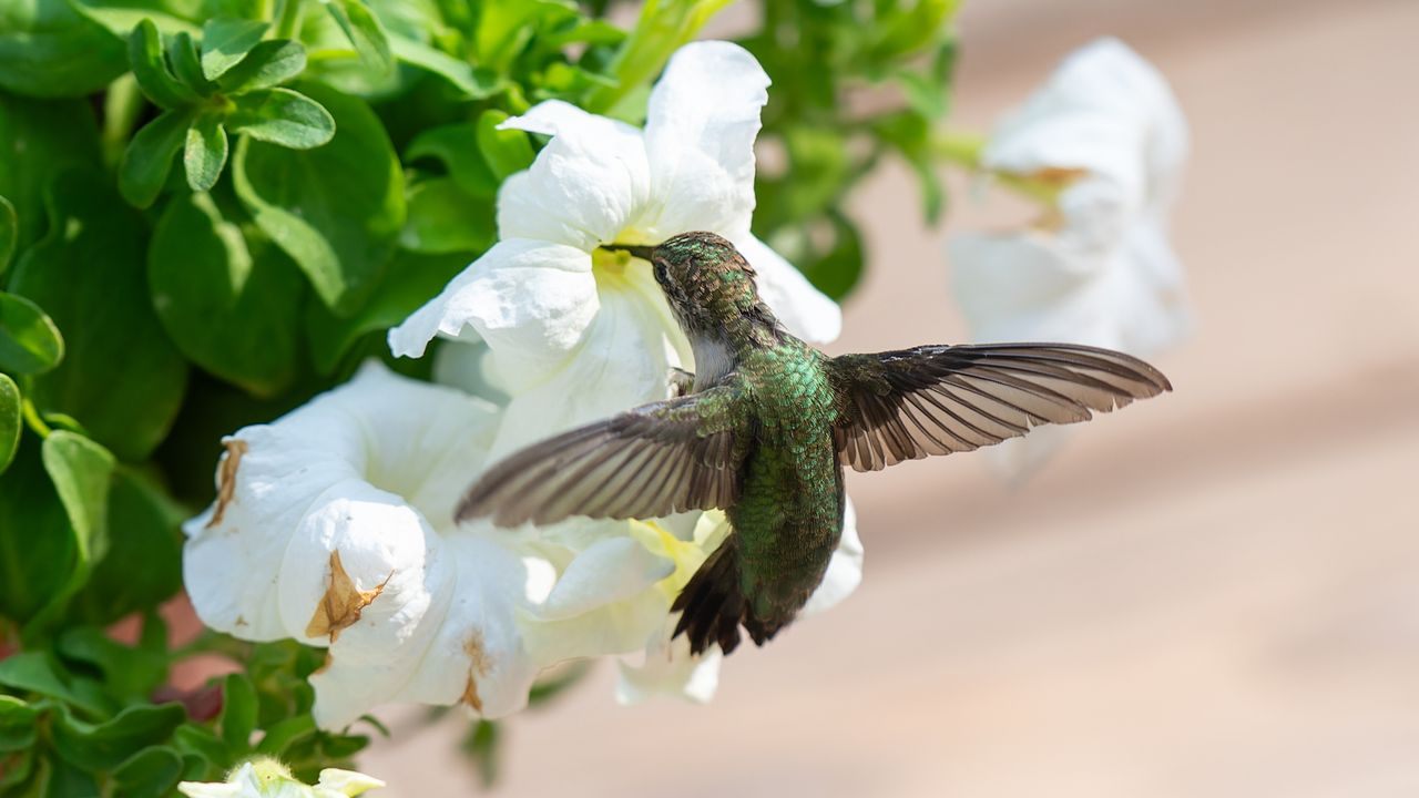Colibrí libando néctar en una flor blanca