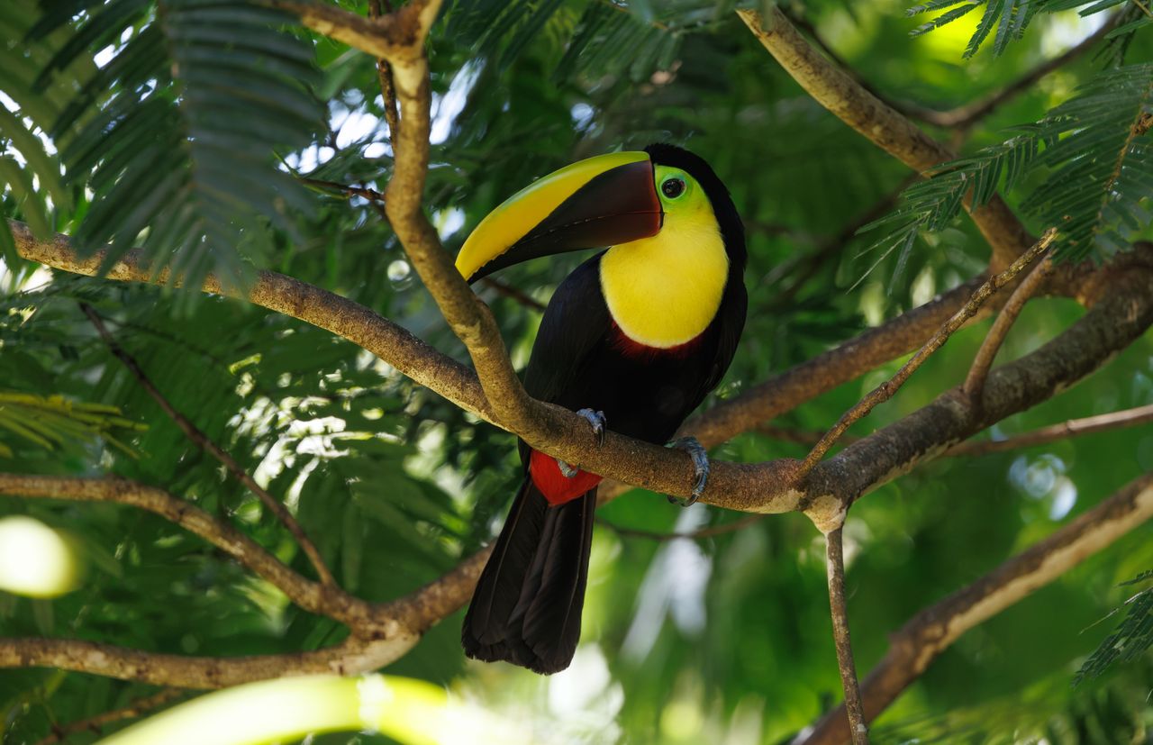 Tucán posado en las copas altas de la selva