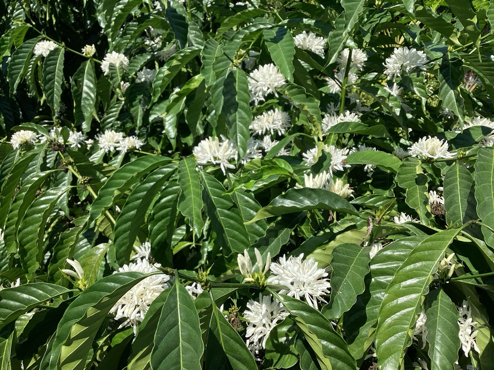Flores blancas del café en plena floración