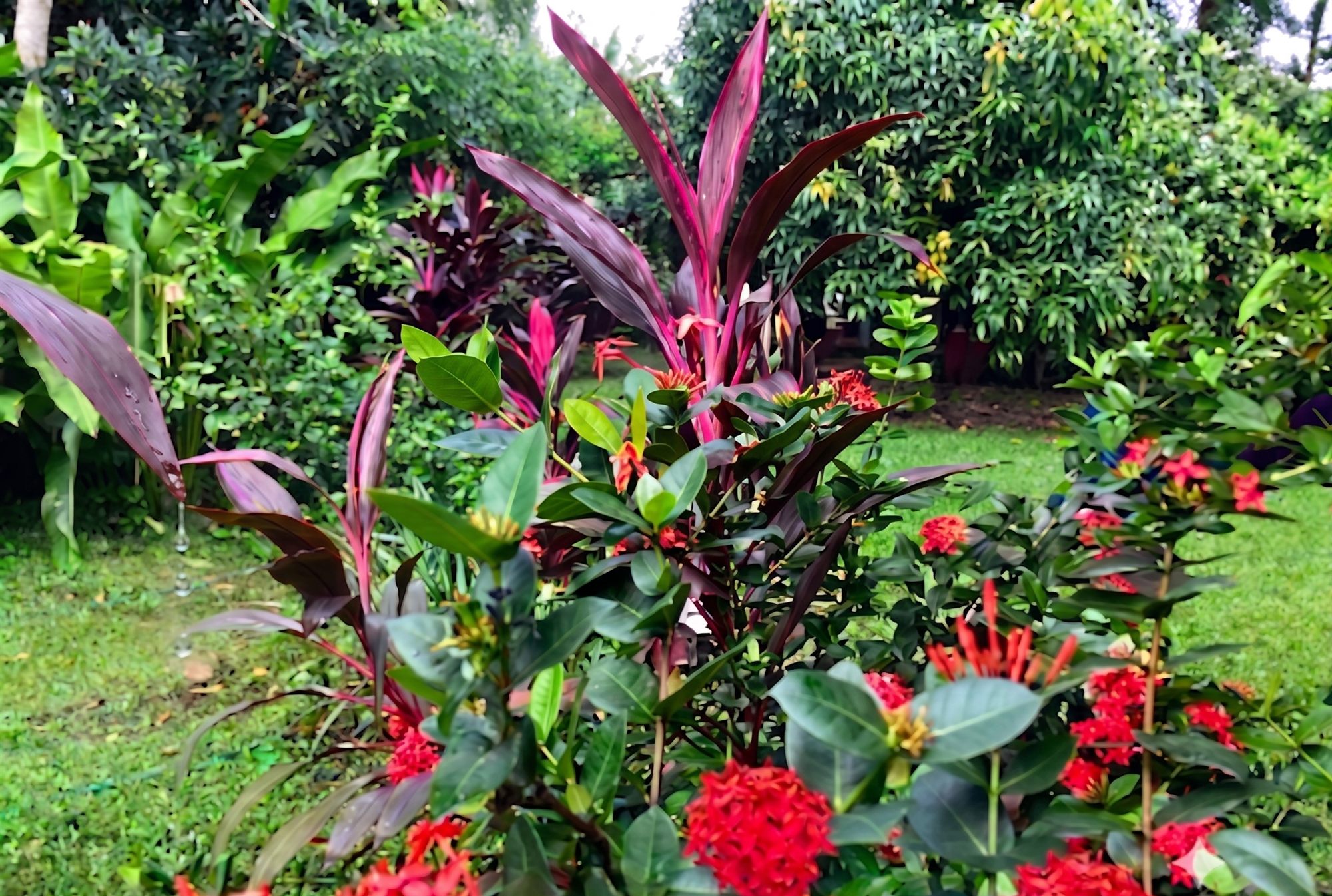 Ixoras rojas y follaje encendido del jardín